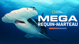 Mega requin-marteau