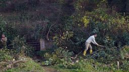 Taming the Garden