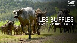 Les buffles, l'avenir pour le Laos ?