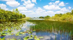 Les marais des Everglades