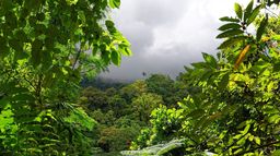 La forêt tropicale humide du Costa Rica