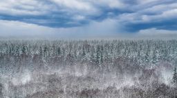 La taïga, royaume du froid