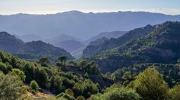 Les forêts des sommets