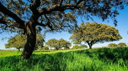 La forêt méditerranéenne