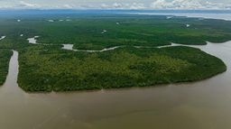 Les forêts de mangrove