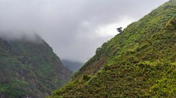 Une forêt entre ciel et terre