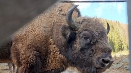 Le retour du bison : Est-il le bienvenu ?