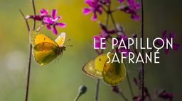 L'histoire du papillon safrané