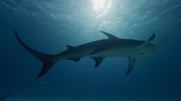World's Biggest Hammerhead ?