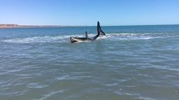 Invasion de requins