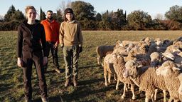 Devenir bergère : Vivre parmi les moutons