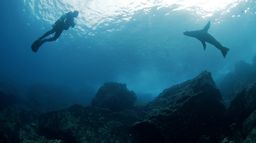 La face cachée des requins