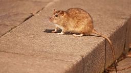 Rats : Peur sur la ville