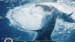 Game of Sharks