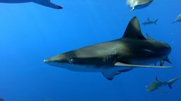 Ascension Island : l'île aux requins
