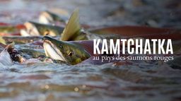 Kamtchatka, au pays des saumons rouges