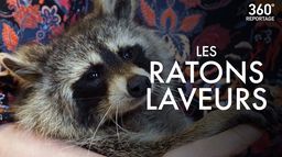 Les ratons laveurs, nos nouveaux voisins ?