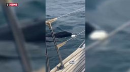 Espagne : les attaques d'orques se multiplient