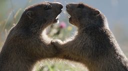 Amours printanières : Séduction et reproduction chez les animaux