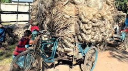 Les cultivateurs de la fibre d'or au Bangladesh