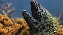 Oman sauvage : Loups et baleines à bosse
