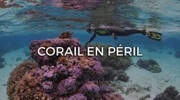 Corail en péril