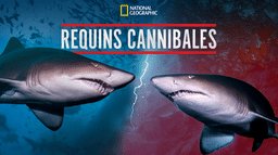 Requins cannibales