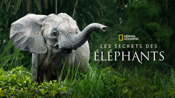 Les secrets des éléphants