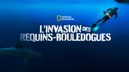 L'invasion des requins-bouledogues