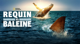 Requin vs Baleine