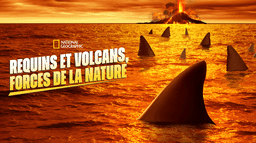 Requins et volcans, forces de la nature