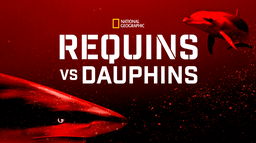 Requins vs Dauphins