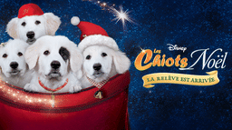 Les Chiots Noël, la relève est arrivée