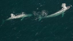 Le royaume de la baleine bleue