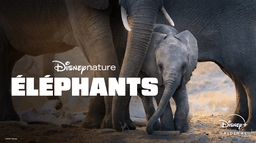 Éléphants