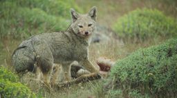 Epic animal migrations in Patagonia