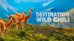 Destination Wild Chili