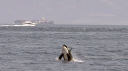 Orques de Gibraltar : D'étranges attaques