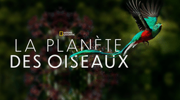 La planète des oiseaux