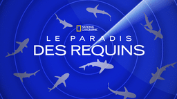 Le paradis des requins