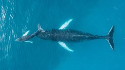 Les sauveteurs de baleines