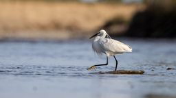 L'Allier, dernière rivière sauvage