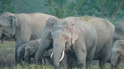 Inde, les éléphants de la discorde