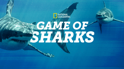 Game of Sharks