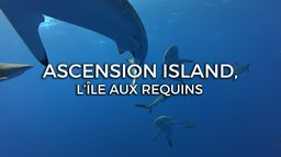 Ascension Island : l'île aux requins