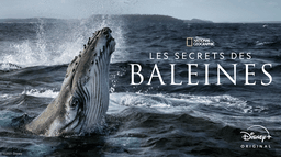 Les Secrets des Baleines