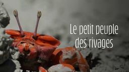 Le petit peuple des rivages