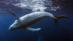 L'odyssée des baleines à bosse