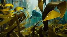 Afrique du Sud : La forêt sous-marine de kelp