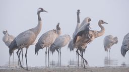 La grue cendrée : Sur les ailes d'une géante